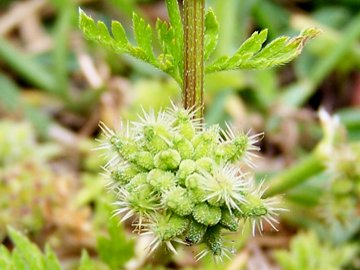 Torilis nodosa / Lappolina nodosa